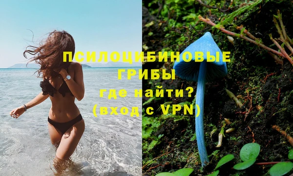 индика Новодвинск