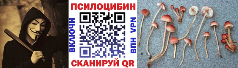 mega зеркало  Терек  Псилоцибиновые грибы GOLDEN TEACHER 