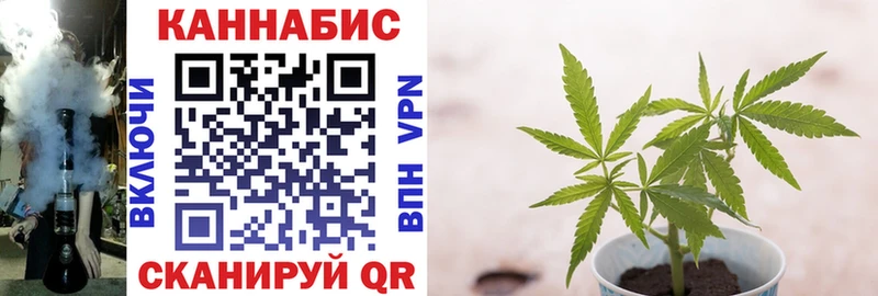 маркетплейс телеграм  купить   Терек  Каннабис сатива 